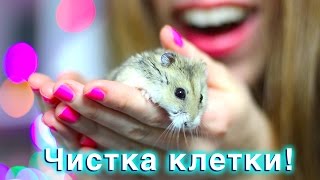 ХОМЯК СБЕЖАЛ - ЧТО-ТО ПОШЛО НЕ ТАК!!! - ЧИСТКА КЛЕТКИ - ХОМЯЧОК ИГРАЕТ НА РУЧКАХ | Elli Di Pets