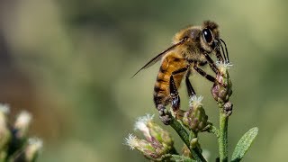 Nikon D850 - Beautifully Detailed Macro With Nikkor 200-500mm Crops and Full Frame Examples