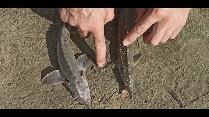 Ата-әжелер жыныстық қатынасты ұмытпайды, смотреть онлайн