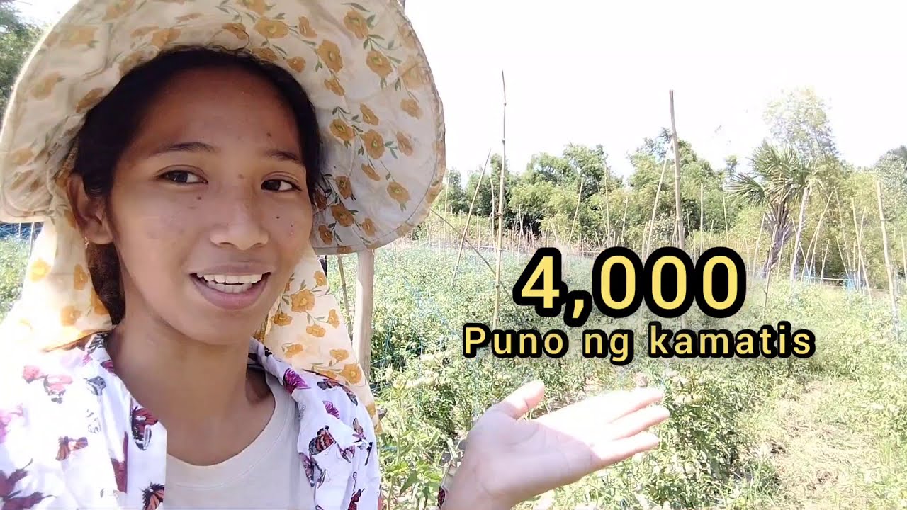 FIRST HARVEST SA KAMATIS FARM | ELLEN NOLASCO