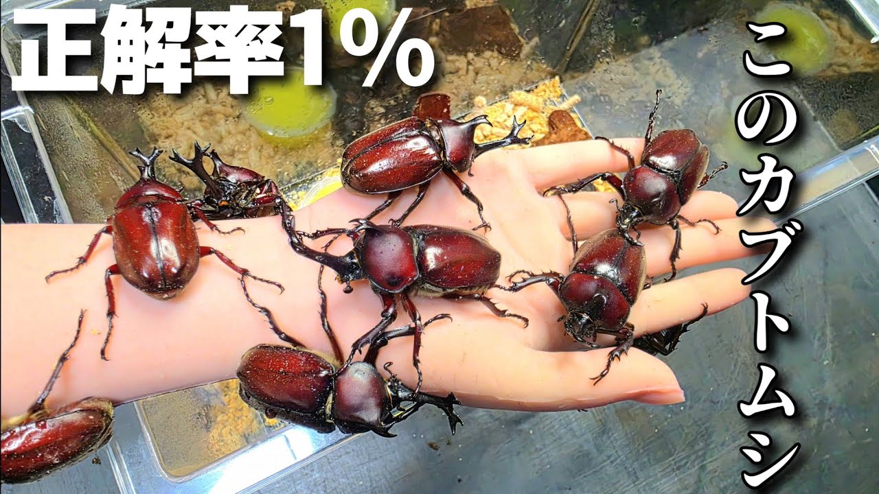 普通の人は知らない貴重なカブトムシが大量に羽化してきました