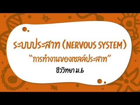 Nervous System and Sensory Organs Ep.3 | การทำงานของเซลล์ประสาท