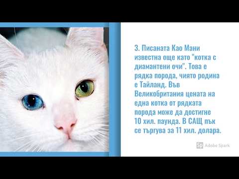 Видео: Турски фургон: снимка на котка, описание на породата, характер и навици, отзиви на собствениците, избор на котенце на ван