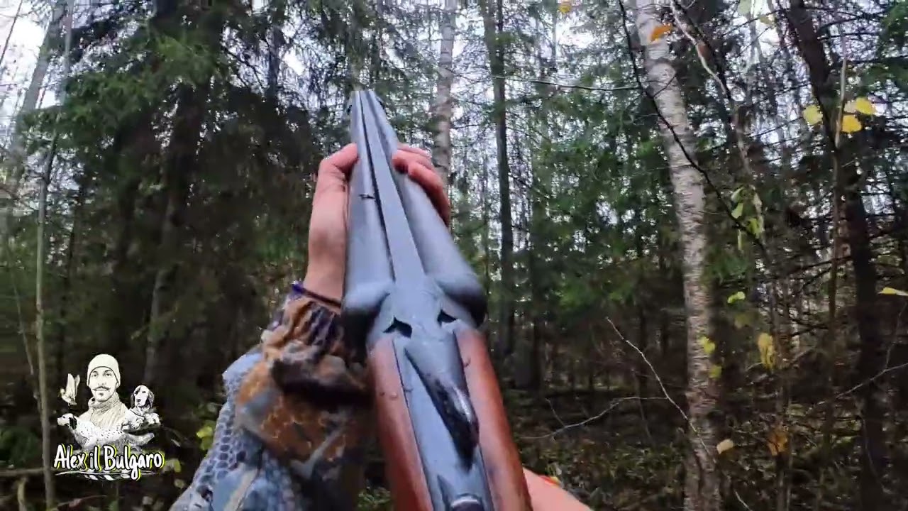 Caccia alla beccaccia con il setter 4k | colonna tra gli abeti 