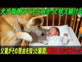 犬が毎晩子どもに向かって吠え続ける――父親がその理由を知った瞬間、顔面は血の気を失った。#感動ストーリー #日本#ゆっくり解説