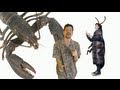 Arthropod Appreciation Quiz
