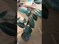 Rubber plant care #indoorplants #gardening