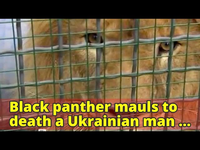 نمر أسود ينهش رجل ا حتى الموت في حديقة حيوان روسية فيديو وصور