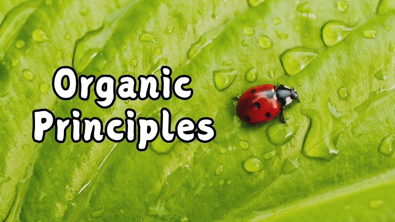 4 Principles Of Organic Agriculture You Need To Know YouTube 4-principles-of-organic-agriculture-you-need-to-know-youtube