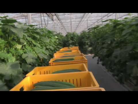 Video: Hoe Komkommers Te Voeren In Juli? Hoe Te Voeden Tijdens Vruchtvorming? Topdressing Aan Het Begin Van De Maand En Aan Het Einde Voor Een Goede Oogst