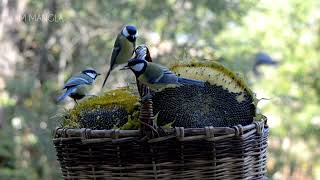 Bleu Tit Bird Beautiful Birds