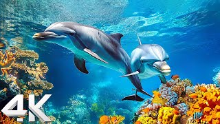 Aquarium 4K VIDEO ULTRA HD 🐠 Colorful Marine Life - Soothing Aquarium Relaxation