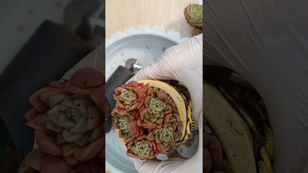 안녕하세요  청정수 놀이터실컷 흙놀이 하고 왔어요 즐저하시고 굿밤되세요 사랑합니다 💜 💕 