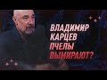 Владимир Карцев о вымирании пчел | С научной точки зрения | Black Science