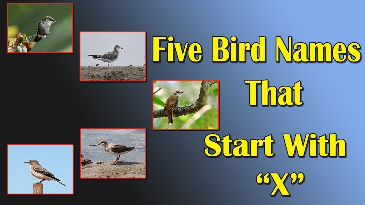 Five Bird Names That Start With 