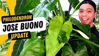 Philodendron Jose Buono Propagation Updates  9 MONTHS LATER