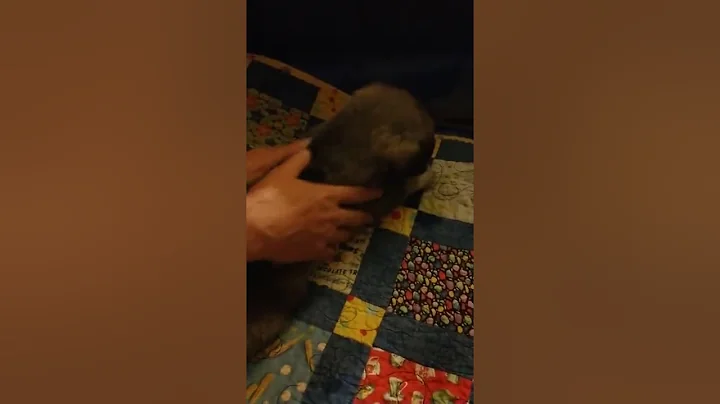 Temperament testing puppies 3 weeks