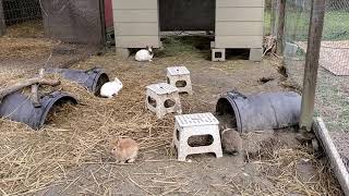 Winter Rabbit Colony