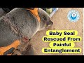 Baby Seal Rescued From Painful Entanglement