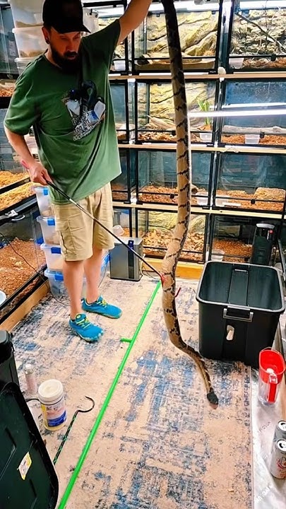 worlds-longest-viper-is-so-rare-youtube
