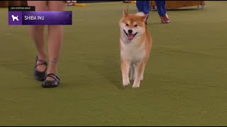 Shiba Inu | Breed Judging 2024