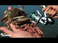 Fishing Bait Showdown: Which Bait Works Best? (Crabs vs Clams vs Worms)