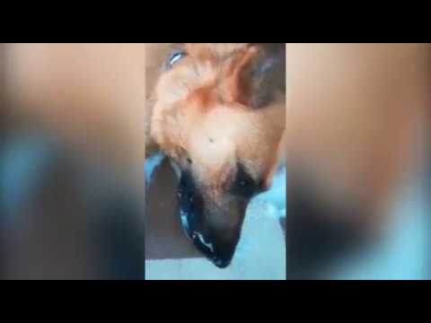 Animales que son envenenados sufren aproximadamente tres horas de dolor hqdefault