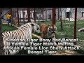 Bengal tigress and white tiger mating lioness sherry  attacked bengal tigress malka  animals vlog