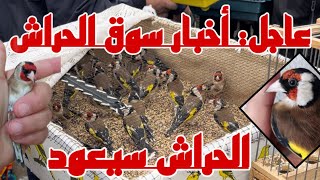 سوق الحراش سيعود قريبًا ? و أسعار المقنين تواصل القفز إلى أرقام جديدة قبل موسم التزاوج الجديد 2024