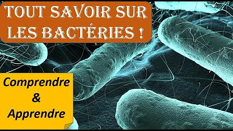 Quelles sont les bactéries intracellulaires ?