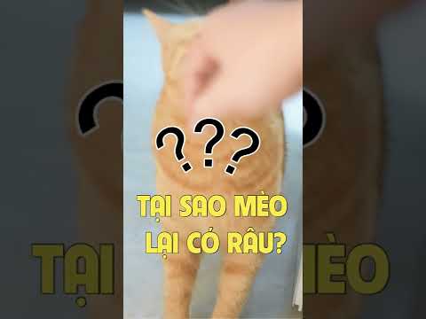 Video: Tuổi thọ trung bình của một con lợn Guinea