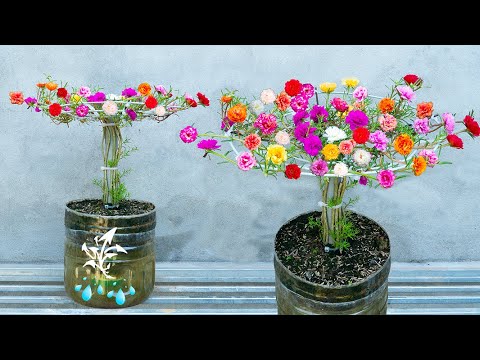 Beautiful umbrella-shaped bonsai moss rose pot, growing flowers for home decoration