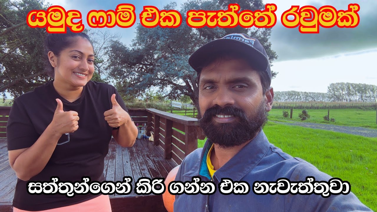 කිරිදෙනුන්ගෙන් කිරිගන්න එක නවත්තපු හේතුව|New Zealand dairy farm experience ( dry season start) 🇳🇿 🐄