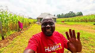 Ksh. 3.5M so far. Three bedroom house in Kamukuywa is almost done!!