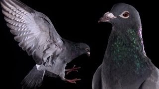Slow Motion Pigeon Clap | Earth Unplugged