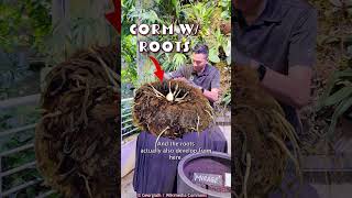 Checking In With Our Corpse Flower
Remember our stunning, stinky, massive corpse flower, Mirage?! This plant might not be in bloom anymore, but we think its dormant “wrinkly potato” phase might be its cutest—and most relatable.
- - -
🙌 Now More Than Ever, We Need Your Support
The Academy has a new mission: to regenerate the natural world through science, learning and collaboration. Please consider a donation to https://bit.ly/3JcOewJ — any amount helps. Thank you!
- - -
The California Academy of Sciences is a renowned scientific and educational institution dedicated to regenerating the natural world through science, learning, and collaboration. Based in San Francisco’s Golden Gate Park, its the only place in the world to house an aquarium, planetarium, rainforest, and natural history museum—plus cutting-edge research programs—all under one living roof.
Connect with us:
• Facebook: https://facebook.com/calacademy
• Twitter: https://twitter.com/calacademy
• Instagram: https://instagram.com/calacademy Checking In With Our Corpse Flower