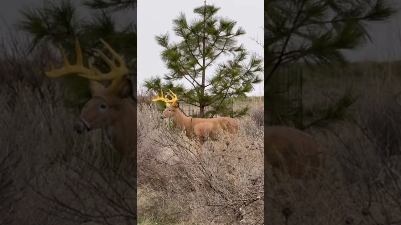 Will is a snipe #archery #mathews #sitka #kuiu #shorts #subscribe #content #outdoors #3millionviews