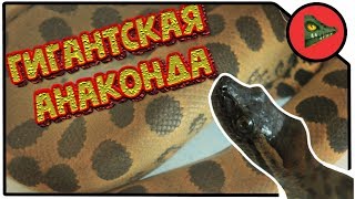 Гигантская Анаконда - Наш Новый Легендарный Питомец (Eunectes Murinus)