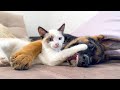 What friendship looks like between a German Shepherd Puppy and a Kitten