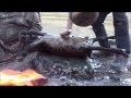 Боодог - Mongolian BBQ