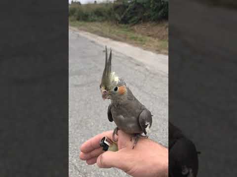 Video: Quanti posatoi dovrebbe avere un cockatiel?