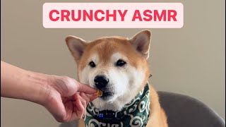 Shiba Eats Crunchy Cornflakes