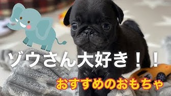 ドジな犬 Youtube