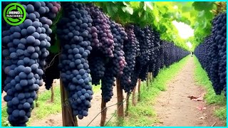 The Most Modern Agriculture Machines That Are At Another Level, How To Harvest Grapes In Farm ▶2