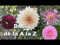 Dalii de la A la Z. Cum știm că tuberculii sunt buni? Cum îi plantăm, și ce fel îngrijesc florile.