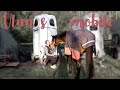 J'achète un van pour mon cheval ! 😍 - Vlog - ft. Jade