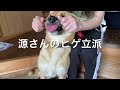 保護犬の源さんに会いに行って来ました♪