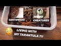 I found CENTIPEDES and other CREATURES living in my TARANTULA's cage !!! ~ HOW ?!!