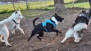 Black Dog Gets Pissed After Being Surrounded By Huskies At Dog Park by Bodhi's World 737 views 2 months ago 9 minutes, 53 seconds