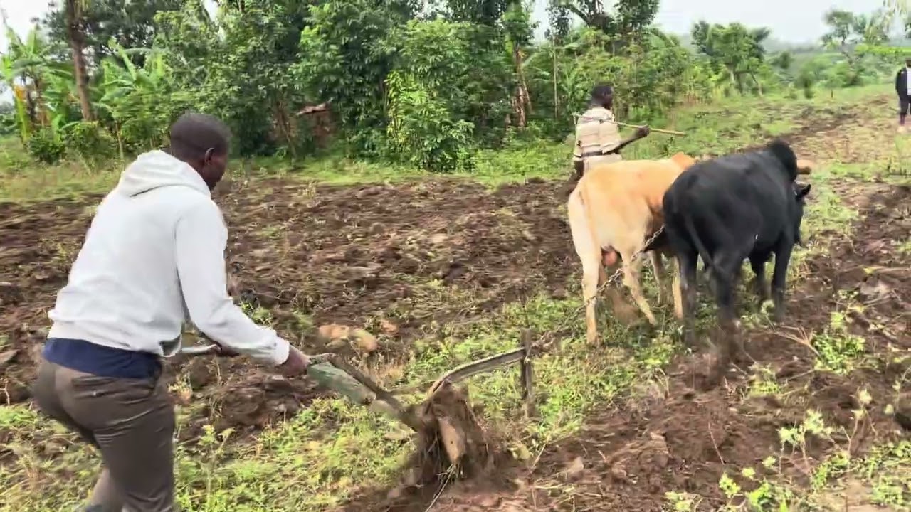 We ploughed land for cultivation